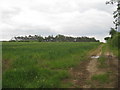 Track to a plantation near West Lexham in PE32 2FN
