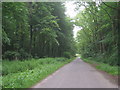 Woodland lane at East Lexham in PE32 2QH