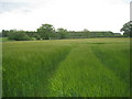 Farmland at East Lexham in PE32 2QP