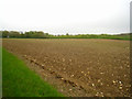Farmland near Wigdell copse in GU34 5RS