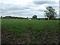 Grazing off Cot Garth Lane in Willingham