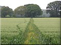 Path through crops in SO20 6QN