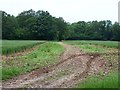 View along track into woodland, south of King's Somborne in SO20 6DQ