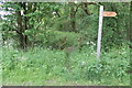Footpath along Thistle Storr Wood in Apley