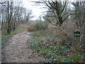 Track onto Holt Heath near Paradise Farm in BH21 7DZ