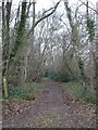 Woodland path near Holt Heath in BH21 7DZ
