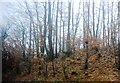 Wooded railway cutting in TN33 0TX