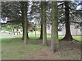 Clump of conifers in G74 2BE