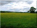 Buttercup meadow north and east of Doubledykes in Hartleyburn
