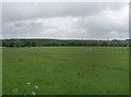 Football pitches between Quarrington Hill and Kelloe in DH6 4NT