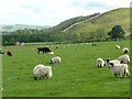 Sheep and cattle in pasture in NE66 2BA