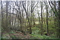 Ratsbury Wood and Tilder Gill in TN30 7DF