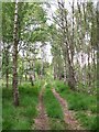 Birch woodland, Sleightholme Dale in YO62 7JG