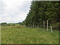 Deer fence at the edge of the forest in PA33 1AA