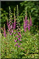 Common Foxgloves, Apse Heath, Isle of Wight in PO36 0JN
