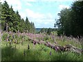 Foxgloves in clearing, Ampfield Copse in SO21 2JL