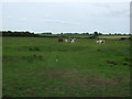 Grazing land, Ringstead in NN14 4QR