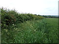 Hedgerow near Thrapston in NN14 4GE