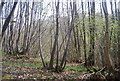 Coppicing, Ratsbury Wood in TN30 7DF