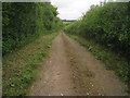 Track north of Manor Farm in Candovers