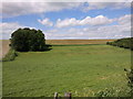 Fields and trees at the end of The Belt, looking north in SN8 4ET
