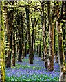 Hilfield: Bluebells in Woods nearby in DT2 7AY