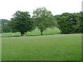 Trees on a field boundary in Barton and Pooley Bridge