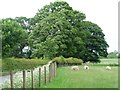 Sheep grazing alongside the Howtown road in Barton and Pooley Bridge