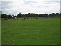 Animals Grazing at Lannock Manor Farm in North Hertfordshire District