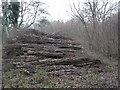 Evidence of coppicing in Greatstone Coppice in SP5 5RN