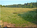 Meadow near Rushford Barton in TQ13 8DE