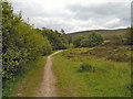 Path Through Walker Wood, Stalybridge Country Park in SK15 3QZ