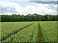 Tramlines in the wheat in KT24 5ER