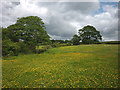 Buttercup meadow, Higher Eidsforth Farm in PR3 1RN