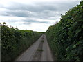 Lane between well trimmed hedges in LL20 7AU