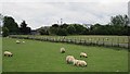 Sheep, Menstrie in FK11 7HW