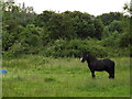 Grazing by Passenger's Farm in GU3 3EB