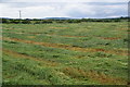 Cut grass near Unsworth Moss Farm in BL9 8GA