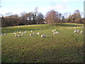 Sheep grazing in the Wye Valley in GL15 6SH
