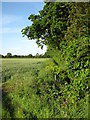 Field, ditch and hedge in NR12 0AX