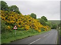 A bank of broom, Glendevon in FK14 7FF