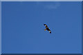 Red Kite (Milvus milvus) in SA19 7EG