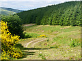 Track on Auchlinsky Hill in FK14 7JX