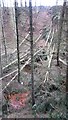 Fallen trees, Carden Den in Cardenden