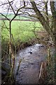 Glyn Brook at Pont Faen in NP16 6BX