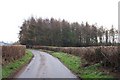 Coetgae coniferous wood by the lane in NP16 6PW