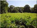 Bracken, Heathhayne Hill in EX24 6RU
