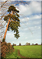 Tree and field on the western approach to Rickinghall in IP22 1HH
