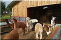 Alpaca farm in CA11 0ES