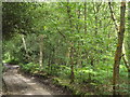 Deciduous Woodland, Weavers Down in GU30 7PB